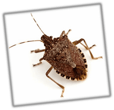 2022-2023 Brown Marmorated Stink Bug (BMSB) Seasonal Measures ...